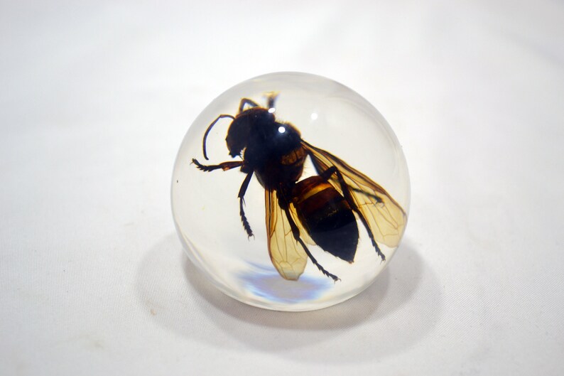 May include: A clear resin sphere with a preserved wasp inside. The wasp is brown and black with translucent wings.