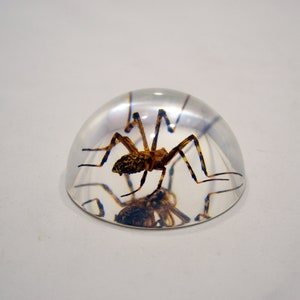 May include: A brown spider encased in a clear, round, plastic dome.