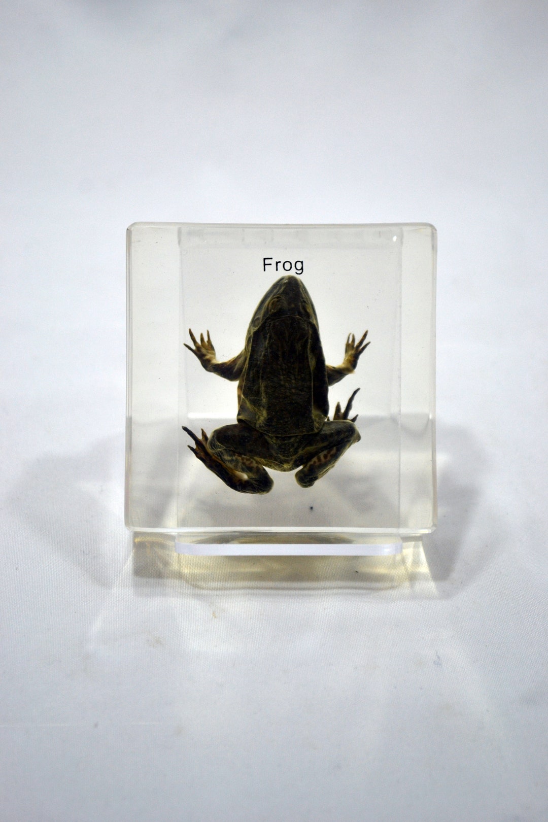 Paperweight Frog 2.9