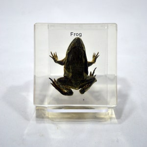 Könnte beinhalten: Ein konserviertes Froschpräparat, das in einem klaren Acrylblock eingeschlossen ist, mit dem Wort "Frosch" auf der Oberseite.