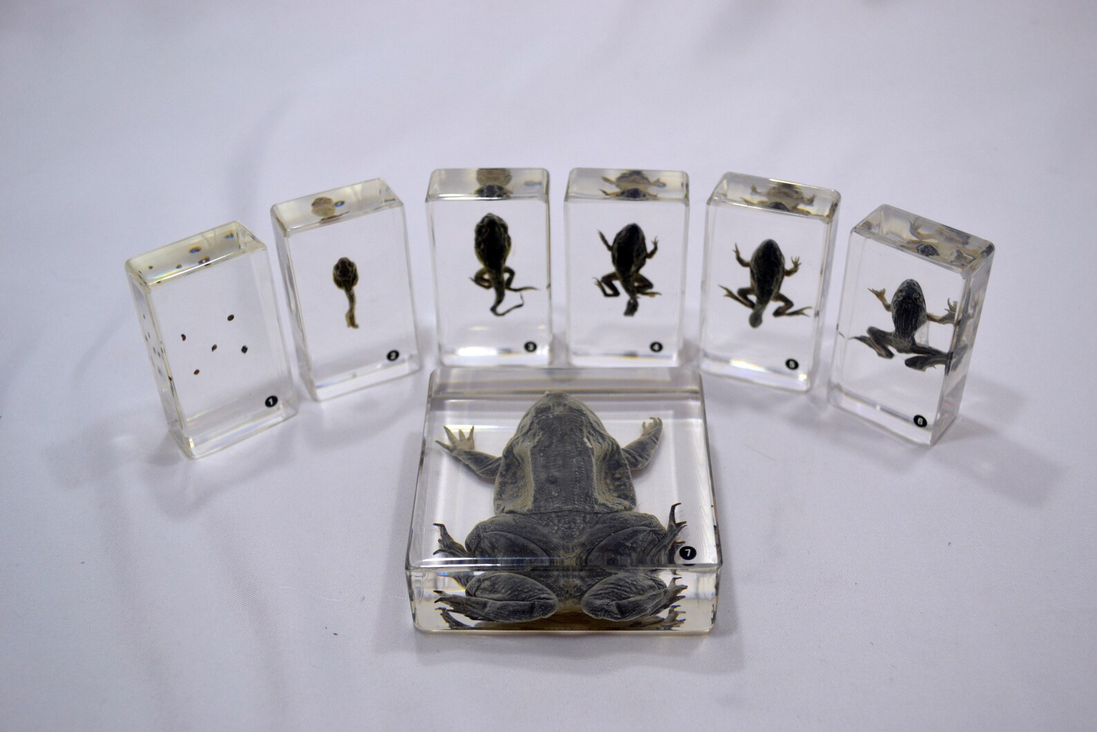 Paperweight Frog Frog Lifecycle Paperweight Collection for Kids–biology Education ...