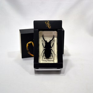 2.9&quot; Blackish Stag Beetle Cuboid Paperweight