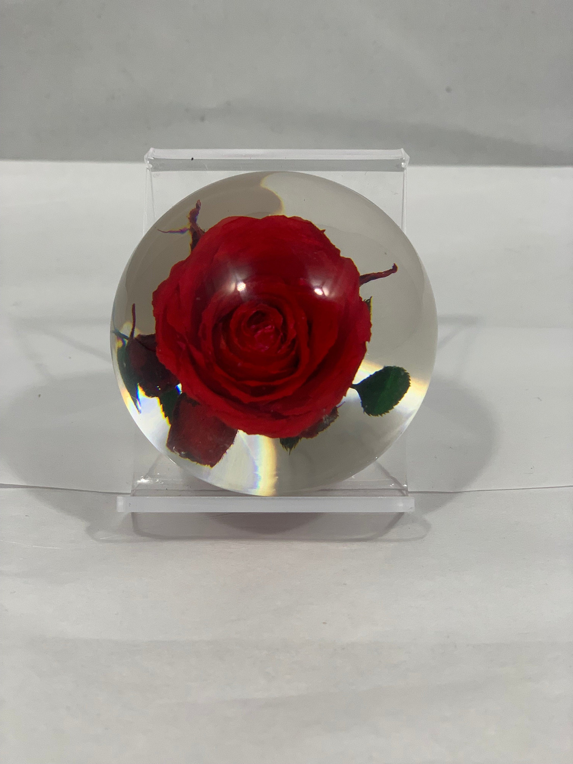 Globe rose 28 cm CABOT