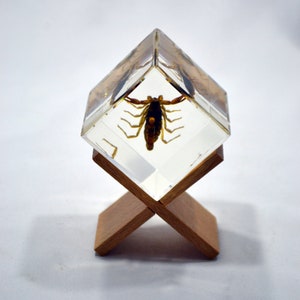 2&quot; Scorpion Cube Decoration