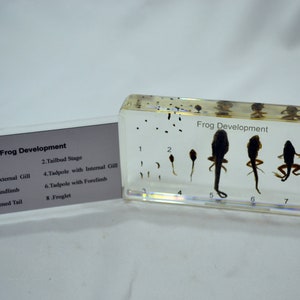 Real Frog Lifecycle Paperweight in Resin - 6.4 Inches