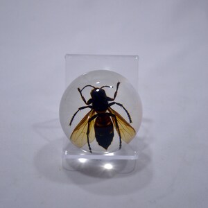 May include: A preserved wasp encased in a clear resin sphere, displayed on a clear acrylic stand. The wasp has black and brown markings on its body and wings.