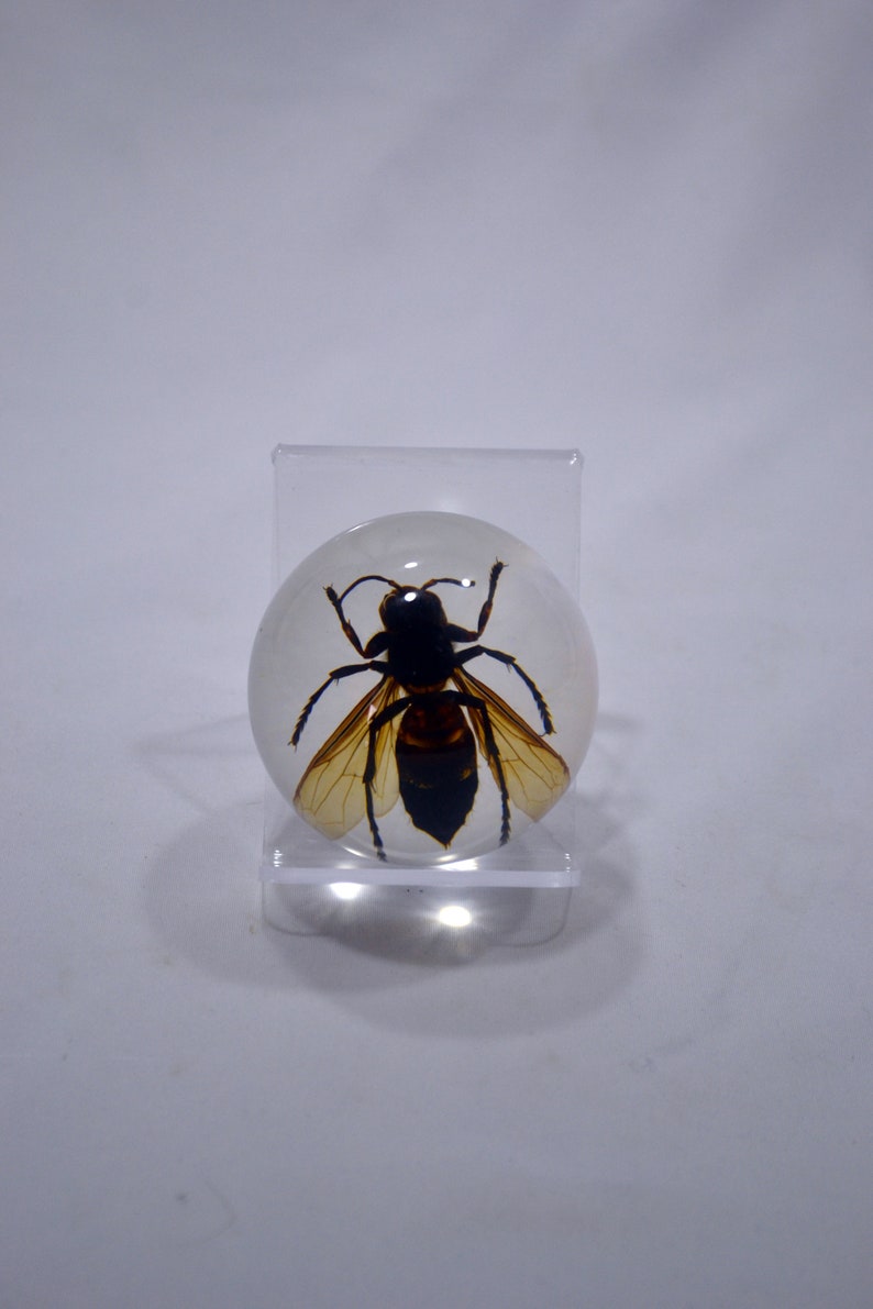 May include: A preserved wasp encased in a clear resin sphere, displayed on a clear acrylic stand. The wasp has black and brown markings on its body and wings.