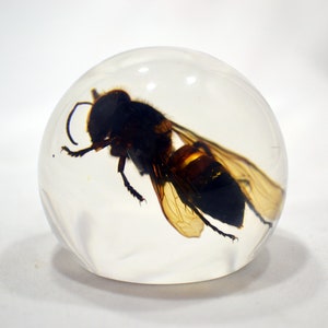 May include: A clear sphere with a preserved wasp inside. The wasp is brown and black with translucent wings.