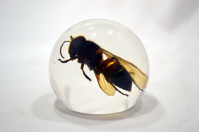 May include: A clear sphere with a preserved wasp inside. The wasp is brown and black with translucent wings.
