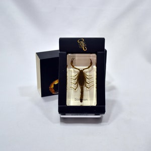 2.9&quot; Scorpion Cuboid Paperweight