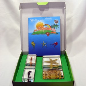 Sea Life Specimen Set for Kids - Biology Education Encased in Resin