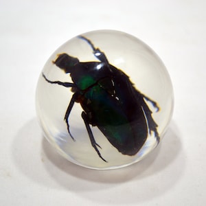 2.1&quot; Green Rose Chafer Beetle Globe