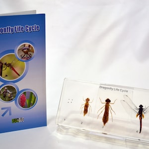 May include: A clear plastic display case with four stages of the dragonfly life cycle. The case shows a dragonfly egg, a nymph, a dragonfly emerging from its nymph skin, and a mature dragonfly. The case has the text "Dragonfly Life Cycle" printed on it.