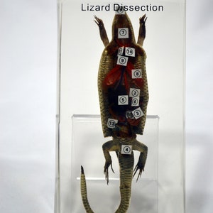 Educational Lizard Dissection Captured in Resin - Etsy