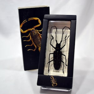 Peut inclure: Une boîte d'exposition noire avec une fenêtre en plastique transparent montrant un longicorne préservé. Le coléoptère est noir avec des marques jaunes. La boîte a un fond noir avec le texte "Long-horned Beetle" imprimé en blanc. Un petit scorpion est imprimé au bas de la boîte.