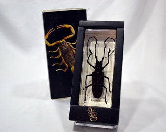 4.3" Long-Horned Beetle Cuboid Paperweight