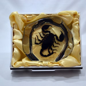 4.5&quot; Organic Black Scorpion Decoration
