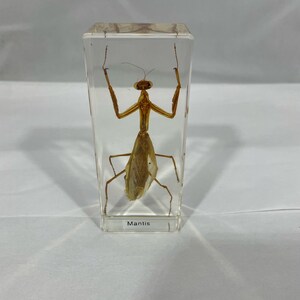 Peut inclure: Une mante religieuse préservée enfermée dans de l'acrylique transparent. La mante est brune et ses pattes sont tendues. L'étiquette sur la base indique "Mantis".