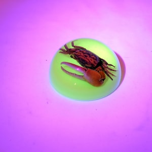 2.5&quot; Glow-in-the-dark Fiddler Crab Half Globe