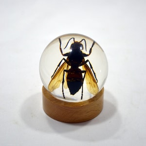 2.4&quot; Unique and Rare Resin-encased Asian giant hornet (Vespa mandarinia) Globe w/Wood Base