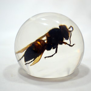 May include: A clear resin sphere with a preserved wasp inside. The wasp is black and brown with translucent wings.