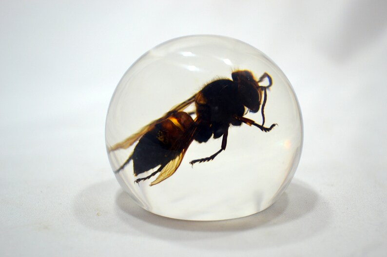 May include: A clear resin sphere with a preserved wasp inside. The wasp is black and brown with translucent wings.