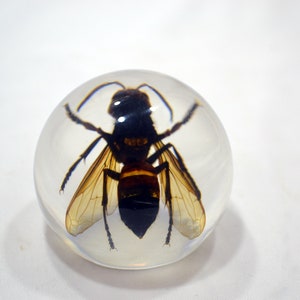2.1&quot; Rare Asian Giant Hornet Globe - Resin-encased Vespa mandarinia