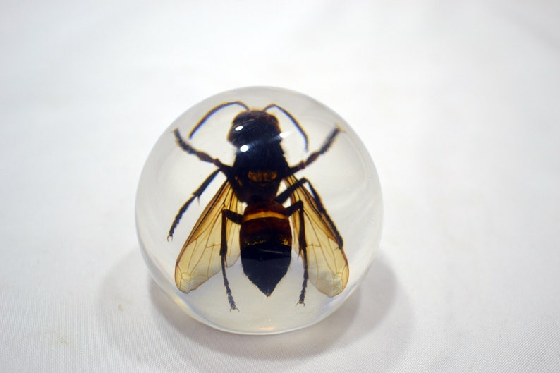 May include: A clear glass sphere with a preserved wasp inside. The wasp has black and yellow stripes and clear wings.