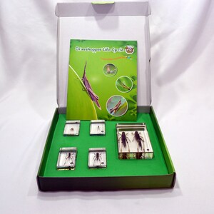 May include: A green box with a clear plastic tray containing six specimens of a grasshopper's life cycle. The box has a green and white label that reads "Grasshopper Life Cycle".