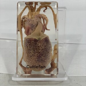 8-pc Resin-encased Marine Animals Box Set image 5