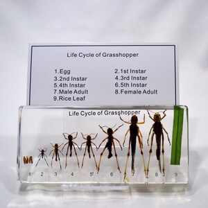 May include: A clear plastic block with a green leaf and a series of preserved grasshoppers in different stages of development, labeled "Life Cycle of Grasshopper". The stages include egg, 1st instar, 2nd instar, 3rd instar, 4th instar, 5th instar, male adult, female adult, and rice leaf.