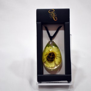 May include: A black pendant necklace with a clear resin teardrop-shaped pendant containing a preserved beetle and a yellow flower. The pendant is displayed in a black box with a scorpion logo.