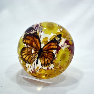 Striped Tiger Butterfly Half Dome Paperweight (4x2) - REAL!