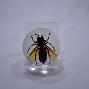 May include: A clear resin sphere with a preserved wasp inside. The wasp has black and brown markings and transparent wings.