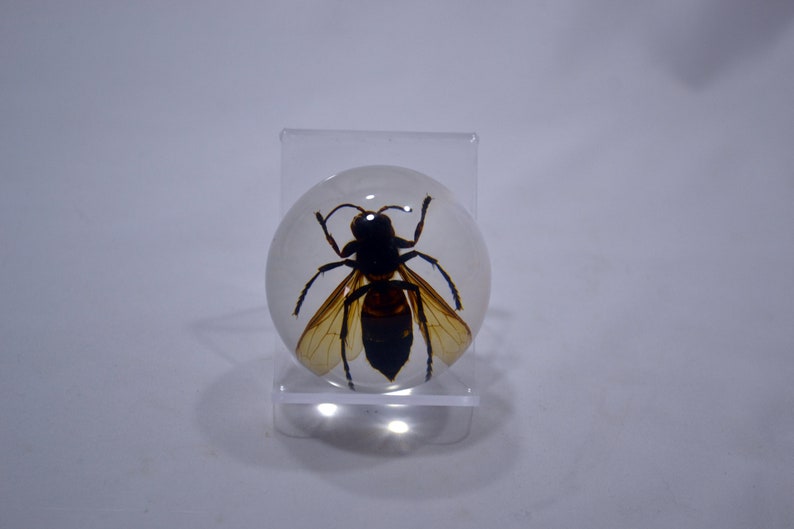 May include: A clear resin sphere with a preserved wasp inside. The wasp has black and brown markings and transparent wings.