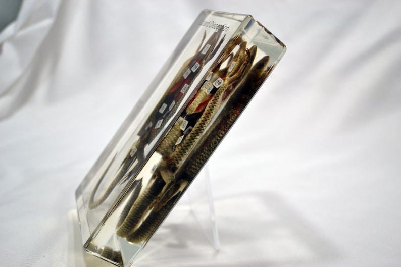 Educational Lizard Dissection Captured in Resin - Etsy