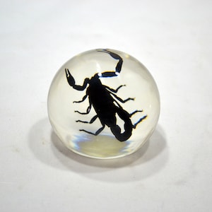 Einzigartiger 5,5 cm großer schwarzer Skorpion-Globus Briefbeschwerer