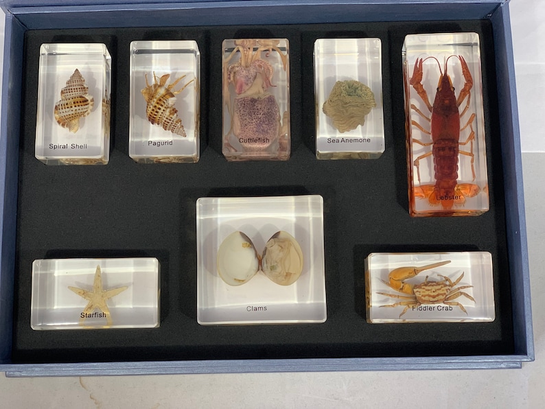 8-pc Resin-encased Marine Animals Box Set image 2