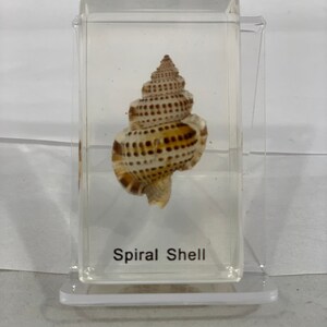 8-pc Resin-encased Marine Animals Box Set image 3