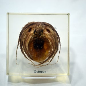 4&quot; Octopus Paperweight