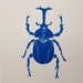 see more listings in the Insects section