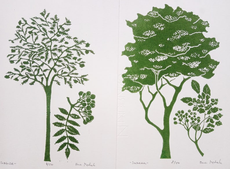 linocut Elderberry original art print, forest trees, botanical illustration,hand carved and printed, nature art, limited edition artwork image 6