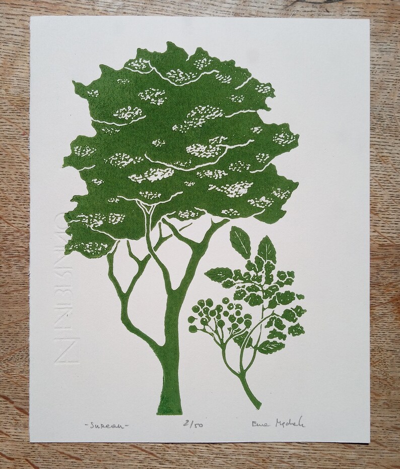 linocut Elderberry original art print, forest trees, botanical illustration,hand carved and printed, nature art, limited edition artwork image 9