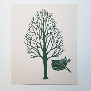 linocut Beech tree - original art print, forest trees, botanical illustration,hand carved and printed, nature art, limited edition artwork