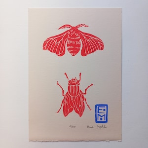 Linocut Red Insects, Original Art Print, Cabinet of Curiosities, Entomology Illustration, Limited Edition, Minimalist Art