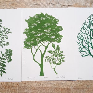 linocut Elderberry original art print, forest trees, botanical illustration,hand carved and printed, nature art, limited edition artwork image 7