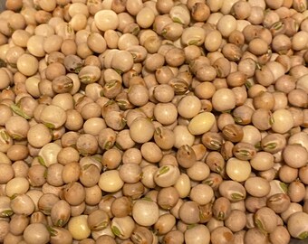 Congo Peas Seeds Puerto Rico Beans Pigeon Pea Seed ½oz to 1LB Grandules Congo Peas Seeds Puerto Rico Beans Pigeon Pea Seed ½oz to 1LB Grandules