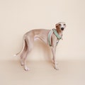 Harness & || fluffy product logo