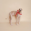 Harness Å || fluffy product logo