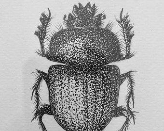 Scarabée - dessin entomologique - dessin pointilliste original